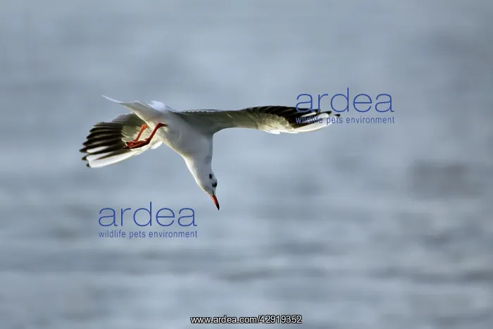 : Black-headed Gull - diving into sea after food : Black-headed Gull - diving into sea after food