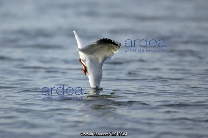: Black-headed Gull - diving into sea after food : Black-headed Gull - diving into sea after food