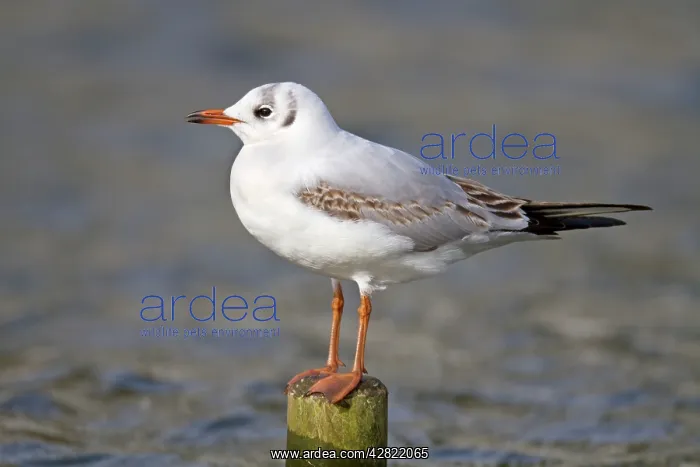 : Black Headed Gull - first winter : Black Headed Gull - first winter
