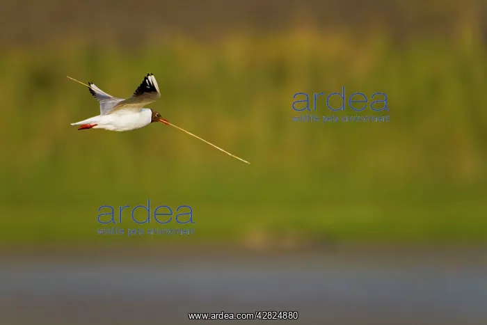  : Black Headed Gull - in flight