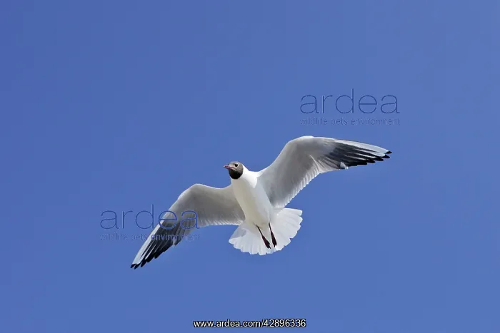 : Black-headed Gull - in flight : Black-headed Gull - in flight