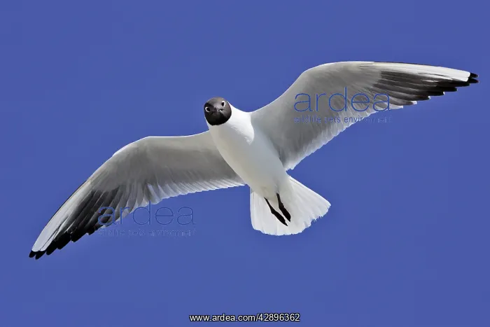 : Black-headed Gull - in flight : Black-headed Gull - in flight