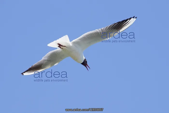: Black-headed Gull - in flight : Black-headed Gull - in flight