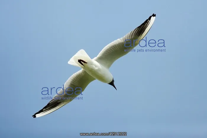 : Black- headed Gull - in flight : Black- headed Gull - in flight