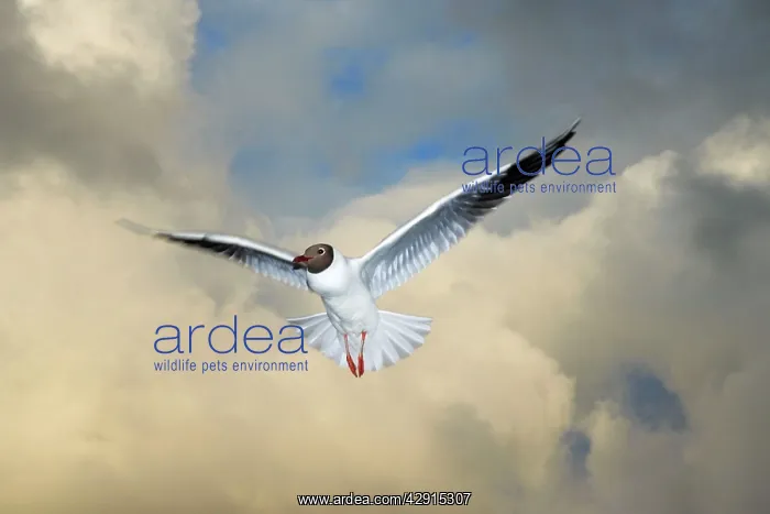 : Black-headed Gull - in flight : Black-headed Gull - in flight