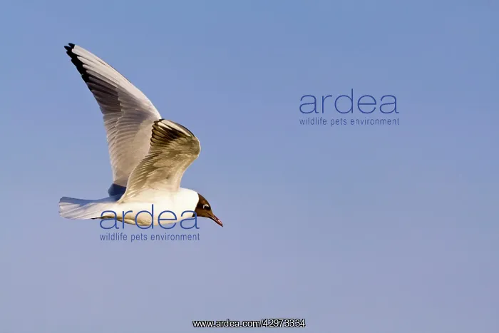 : Black-headed Gull - in flight : Black-headed Gull - in flight