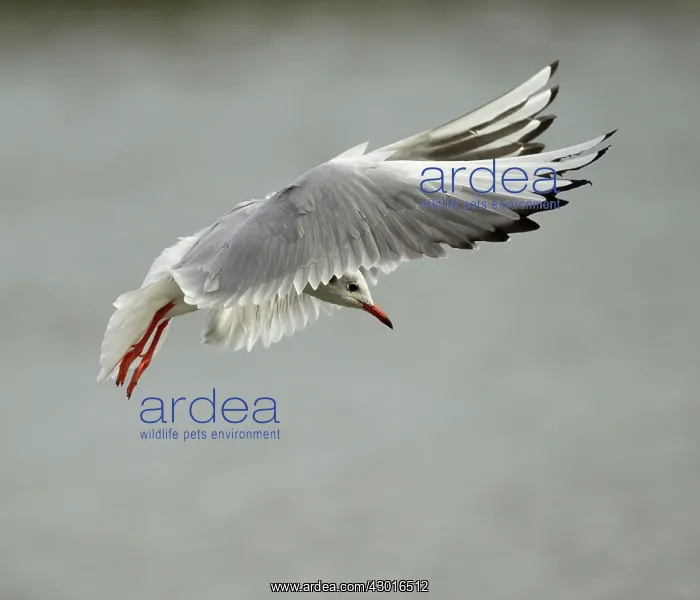 : Black Headed Gull in flight : Black Headed Gull in flight