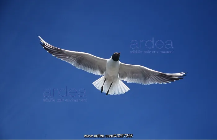: BLACK-HEADED GULL - in flight : BLACK-HEADED GULL - in flight