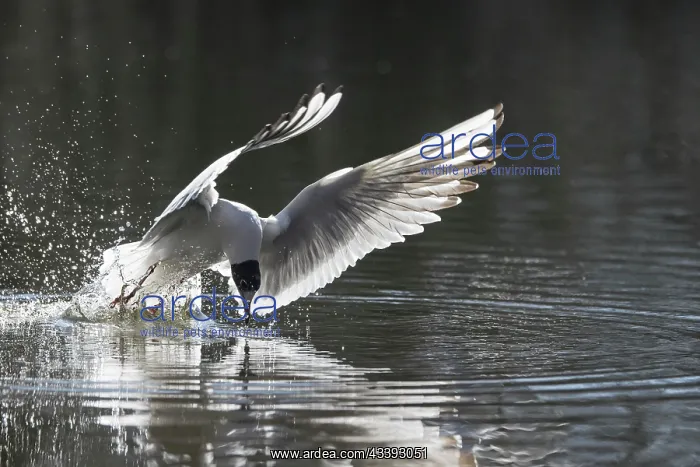 : Black-headed Gull flight : Black-headed Gull flight