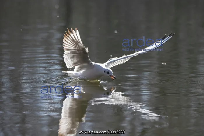 : Black-headed Gull flight : Black-headed Gull flight