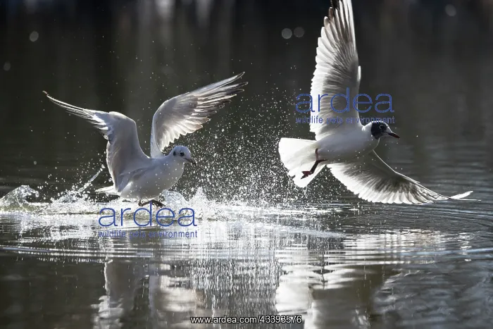 : Black-headed Gull flight : Black-headed Gull flight