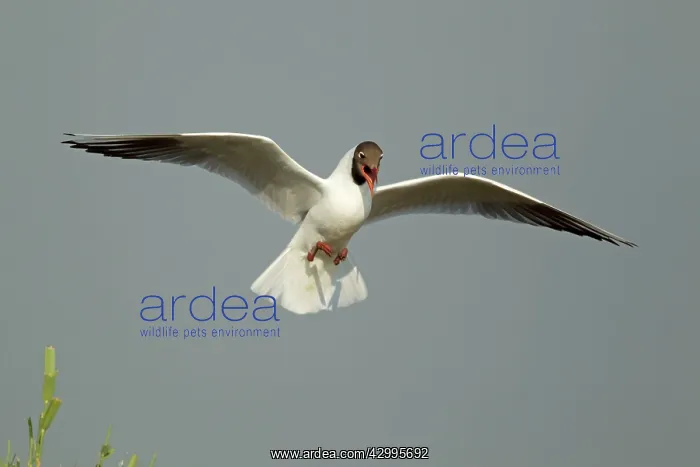 : Black-headed Gull - in flight coming in to land : Black-headed Gull - in flight coming in to land