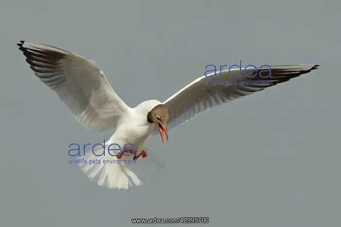 : Black-headed Gull - in flight coming in to land : Black-headed Gull - in flight coming in to land
