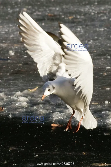 : Black Headed Gull - in flight landing on frozen lake : Black Headed Gull - in flight landing on frozen lake