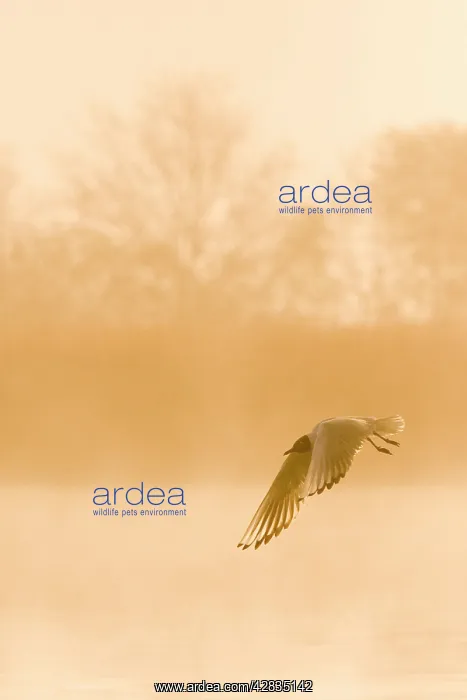 : Black-headed Gull - in flight at misty sunrise : Black-headed Gull - in flight at misty sunrise