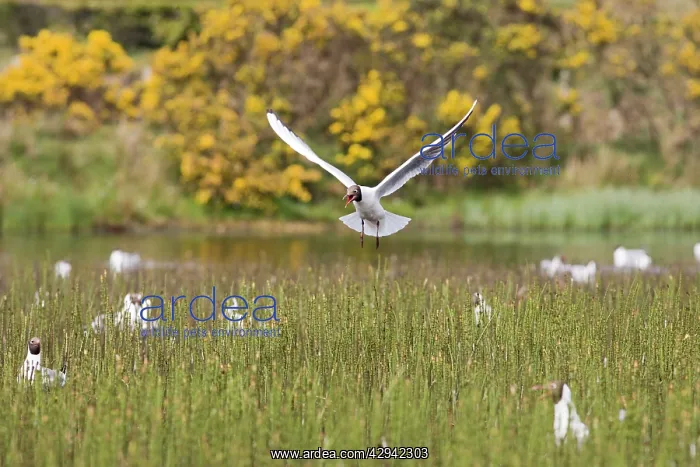 : Black headed gull - in flight - over nesting colony : Black headed gull - in flight - over nesting colony