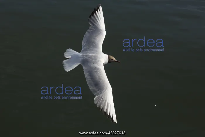  : Black-headed Gull - In flight - off the coast of