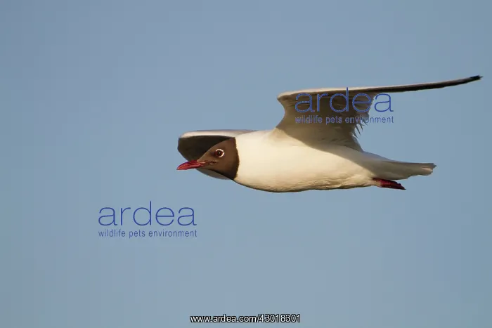: Black Headed Gull in flight summer : Black Headed Gull in flight summer