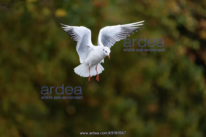  : Black Headed Gull - Flight - Winter - UK