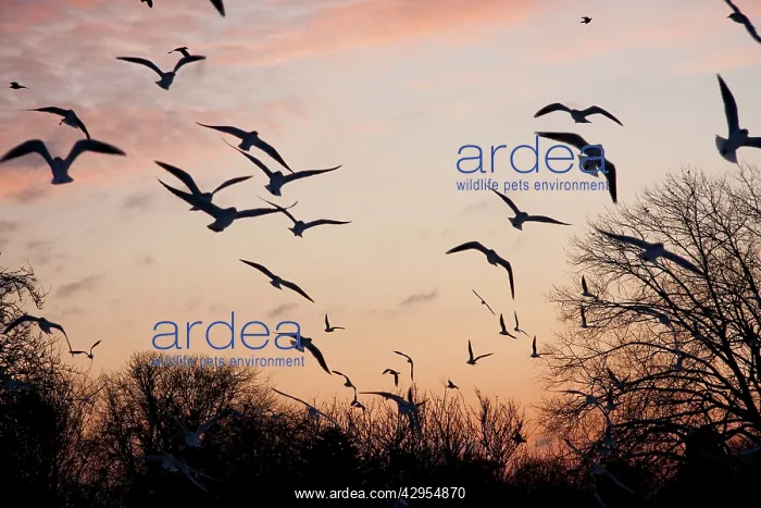 : Black-headed Gull - flock of black headed gulls : Black-headed Gull - flock of black headed gulls