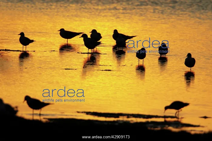 : Black-headed Gull - flock resting on shallow lake at sunset : Black-headed Gull - flock resting on shallow lake at sunset