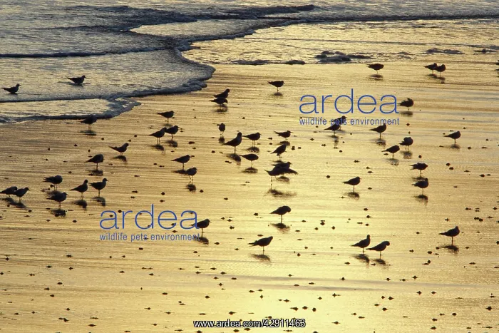 : Black-headed Gull - flock resting on shoreline at dawn : Black-headed Gull - flock resting on shoreline at dawn