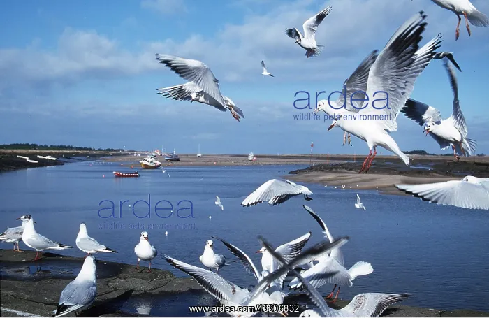  : BLACK-HEADED GULL - group at shoreline, in flight