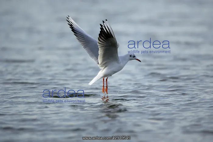: Black-headed Gull - hovering over sea searching : Black-headed Gull - hovering over sea searching