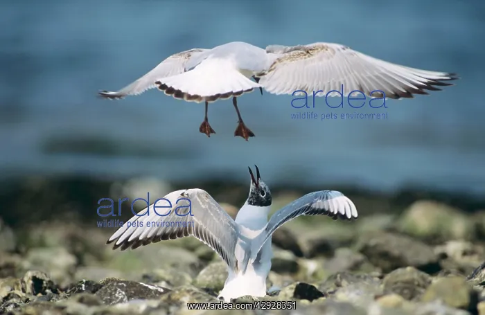 : Black-Headed GULL - Two immature birds squabbling : Black-Headed GULL - Two immature birds squabbling