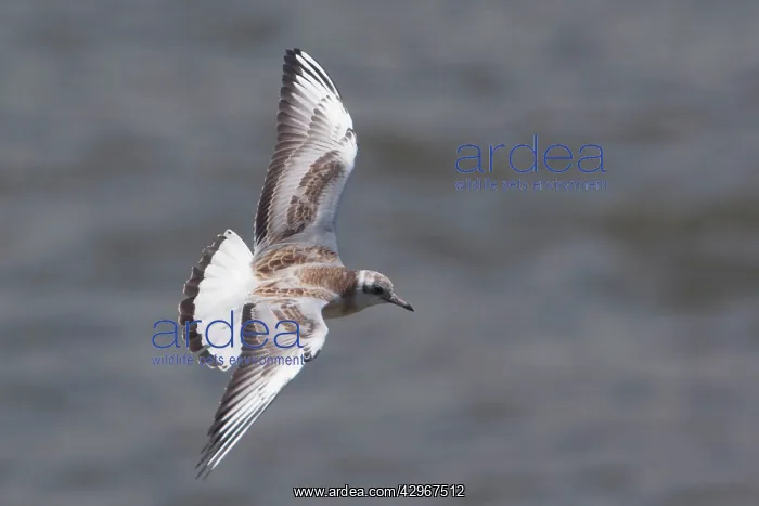 : Black-headed Gull - immature in flight : Black-headed Gull - immature in flight