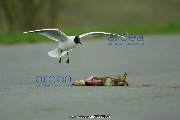 : Black-headed Gull - landing beside road-kill carrion : Black-headed Gull - landing beside road-kill carrion