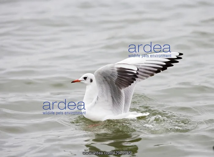 : Black headed gull - lands on water - side view - winter : Black headed gull - lands on water - side view - winter