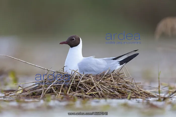 : Black-headed gull (Larus ridibundus), breeding at : Black-headed gull (Larus ridibundus), breeding at