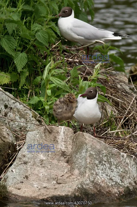 : Black-headed Gull (Larus ridibundus) with chick : Black-headed Gull (Larus ridibundus) with chick