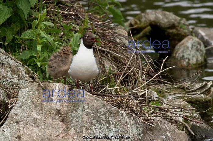 : Black-headed Gull (Larus ridibundus) with chick : Black-headed Gull (Larus ridibundus) with chick