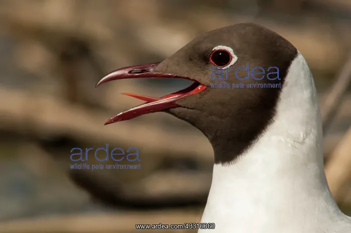 : Black-headed Gull (Larus ridibundus) portrait : Black-headed Gull (Larus ridibundus) portrait