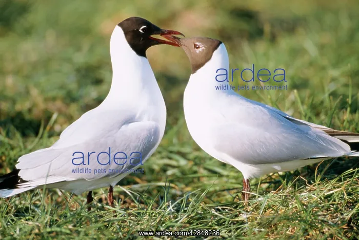  : Black-headed gull - Male feeding female in courtship