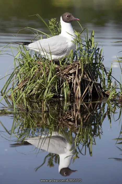 : Black-headed Gull - at nest : Black-headed Gull - at nest