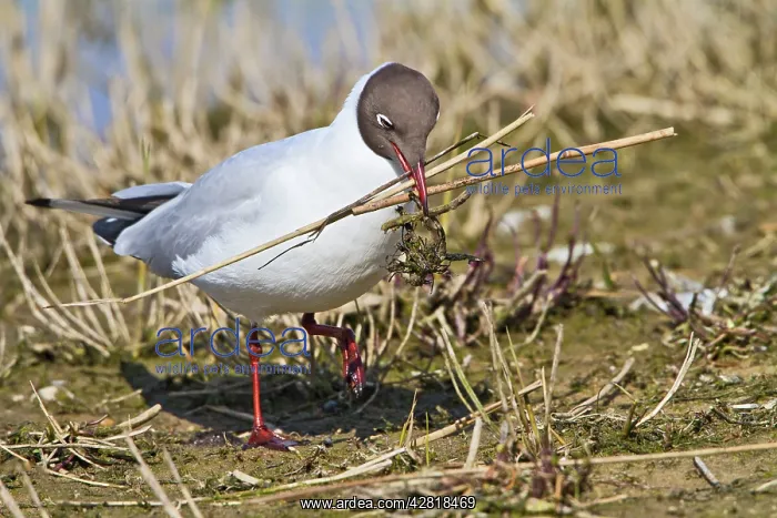 : Black-Headed Gull - with nest material : Black-Headed Gull - with nest material