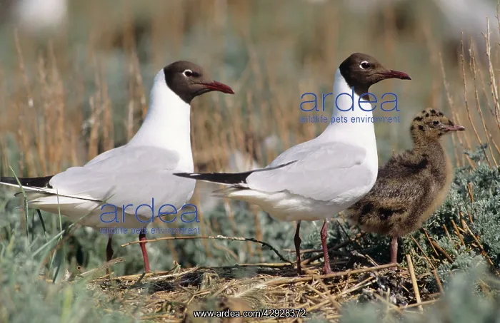 : Black-Headed GULL - Pair with chick : Black-Headed GULL - Pair with chick