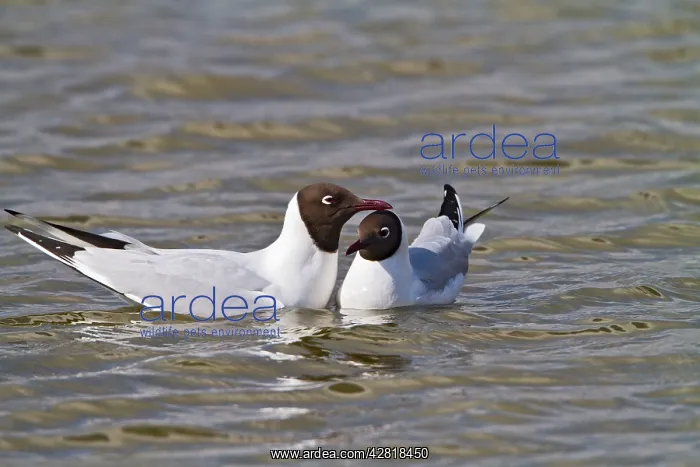 : Black-Headed Gull - pair in courtship : Black-Headed Gull - pair in courtship