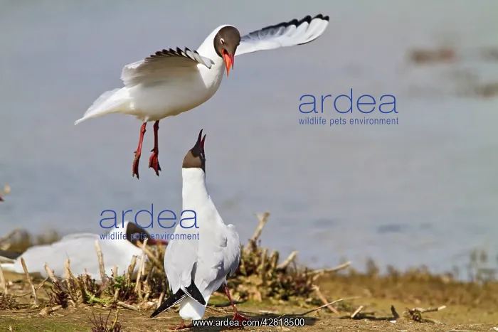 : Black-Headed Gull - pair in courtship : Black-Headed Gull - pair in courtship