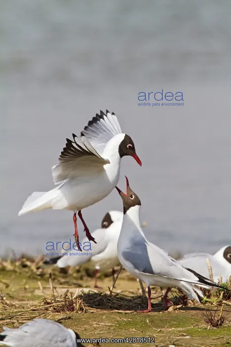 : Black-Headed Gull - pair in courtship : Black-Headed Gull - pair in courtship