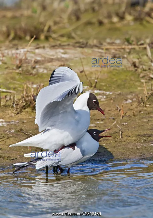  : Black-Headed Gull - pair mating