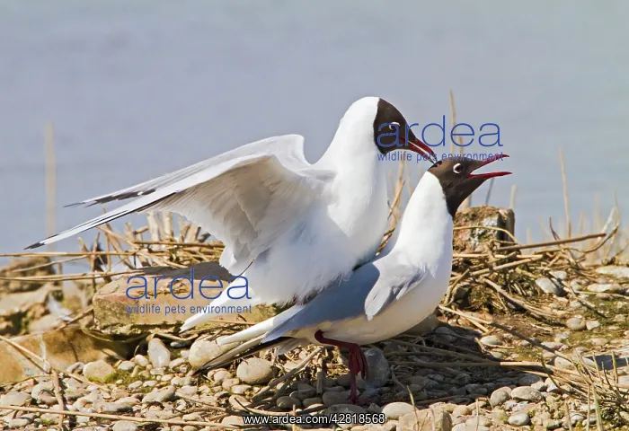 : Black-Headed Gull - pair mating : Black-Headed Gull - pair mating