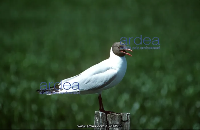 : BLACK-HEADED GULL - on post : BLACK-HEADED GULL - on post