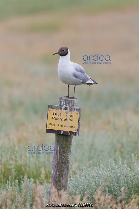 : Black-headed Gull post : Black-headed Gull post