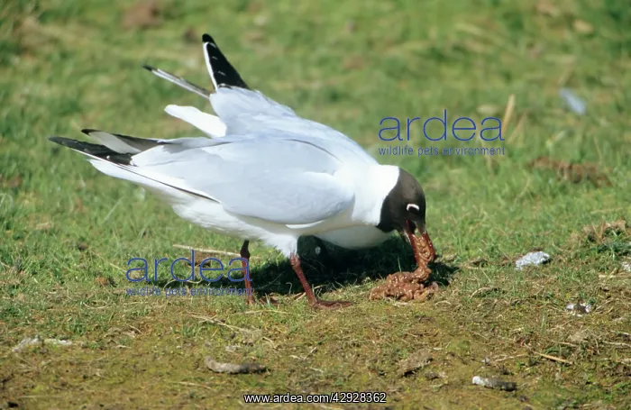 : Black-Headed GULL - with regurgitated lugworms : Black-Headed GULL - with regurgitated lugworms