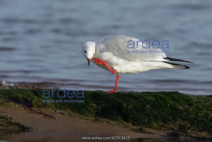 : Black-headed Gull - scratching its head with its foot : Black-headed Gull - scratching its head with its foot
