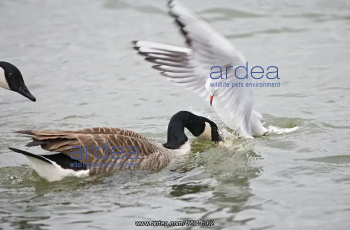 : Black headed gull - steals food from Canada goose - winter : Black headed gull - steals food from Canada goose - winter